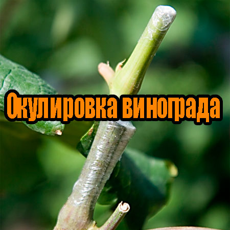 ���������� ��������� (2013) DVDRip