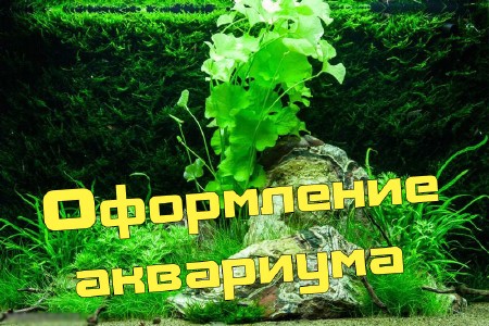 ���������� ��������� (2013) DVDRip