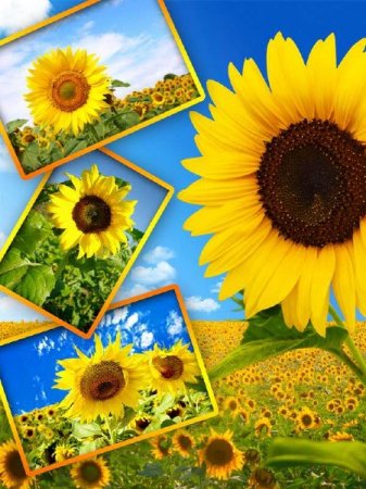 ��������: ��������� ���������