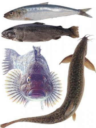 ������� ���������: ���� (����� 4)