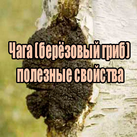 ���� (�������� ����) � �������� �������� (2013) DVDRip