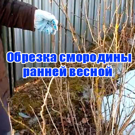 ������� ��������� ������ ������ (2013) DVDRip