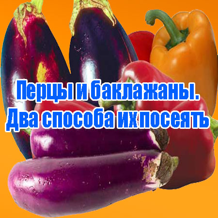 ����� � ���������. ��� ������� �� ������� (2013) DVDRip