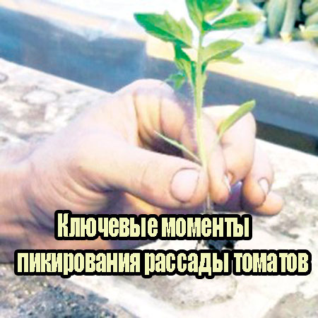 �������� ������� ����������� ������� ������� (2013) DVDRip