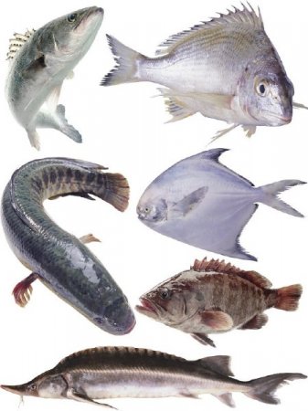 ������� ���������: ���� (����� 5)