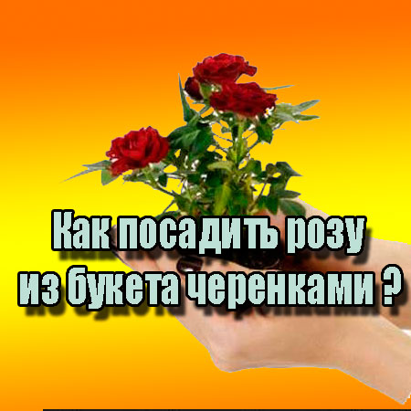 ��� �������� ���� �� ������ ��������� (2013) WebRip