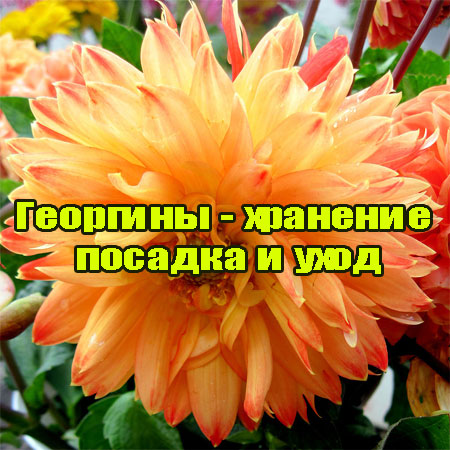 �������� - �������� ������� � ���� (2013) WebRip