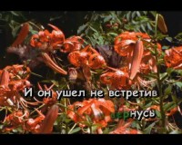 ������ �������� ����� - ������� (DVD-5)