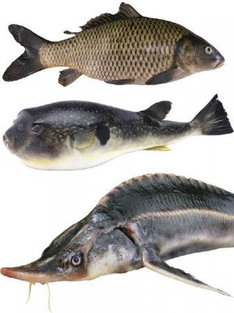 ������� ���������: ���� (����� 6)