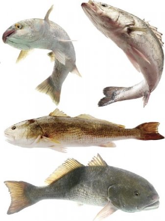 ������� ���������: ���� (����� 7)