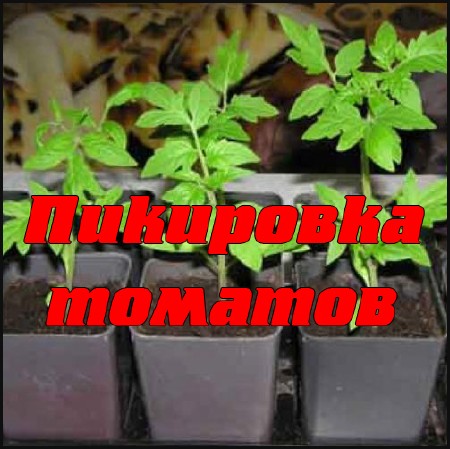 ��������� ������� (2014) DVDRip