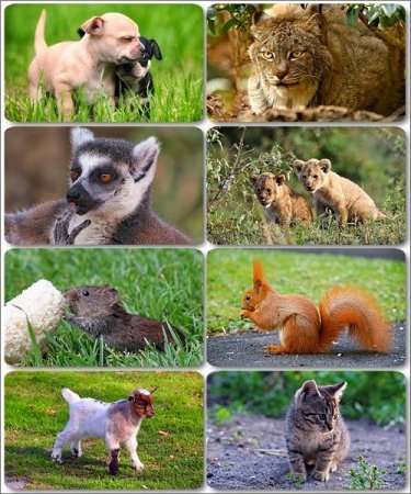 �������� �������� - ��������� ���� ����� (����� 14)