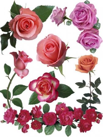 ���� ������������ (���� �������� ������)