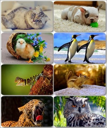 �������� �������� - ��������� ���� ����� (����� 15)