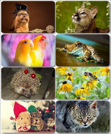 �������� �������� - ��������� ���� ����� (����� 19)