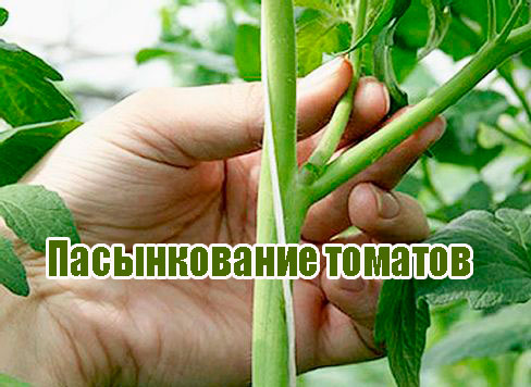 ������������ ������� (2014) WebRip