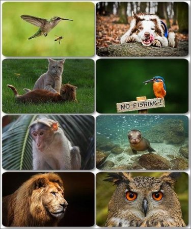 �������� �������� - ��������� ���� ����� (����� 21)