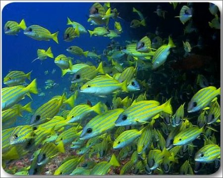 Ƹ���� ����� - ����� ���� ��� �������� ����� (������ 2)