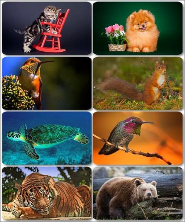 �������� �������� - ��������� ���� ����� (����� 24)