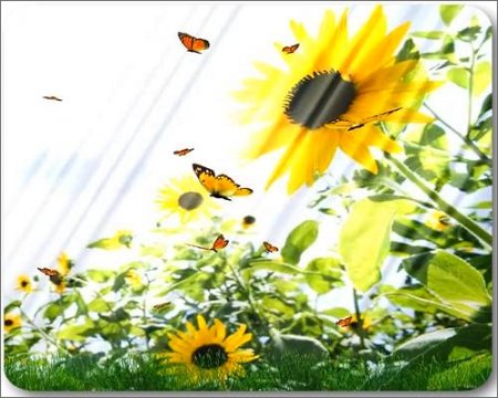 Beautiful butterfly - ����� ���� ��� �������� �����