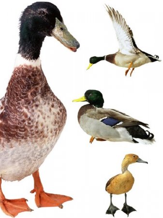 ������������� �����: ����� ����, �������� (�������� �����������)