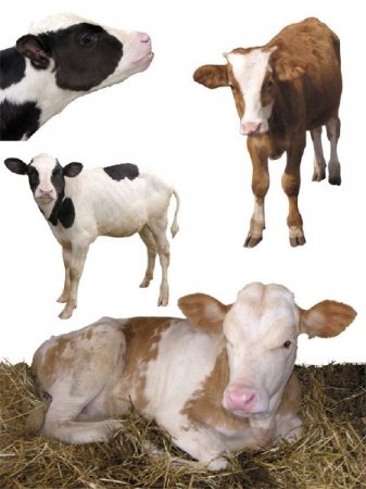 �������� ����: �������, ����� (�������� �����������)