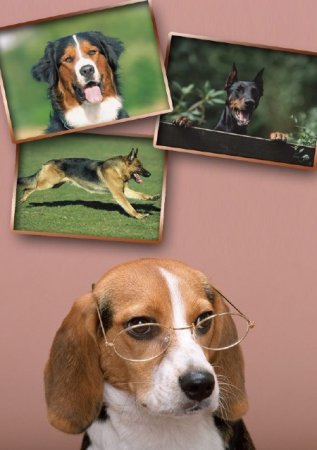 ������ (�������� �����������)