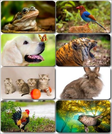 �������� �������� - ��������� ���� ����� (����� 33)