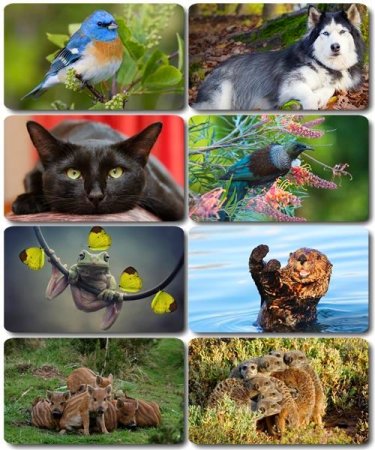 �������� �������� - ��������� ���� ����� (����� 37)