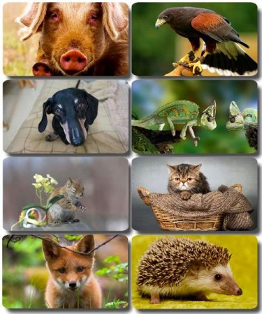 �������� �������� - ��������� ���� ����� (����� 40)