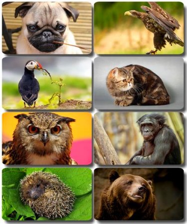 �������� �������� - ��������� ���� ����� (����� 41)