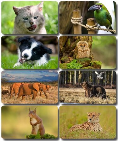 �������� �������� - ��������� ���� ����� (����� 44)