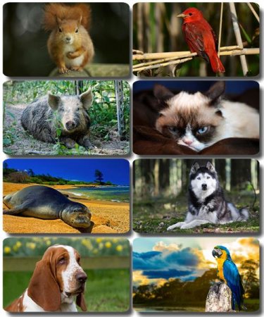 �������� �������� - ��������� ���� ����� (����� 45)