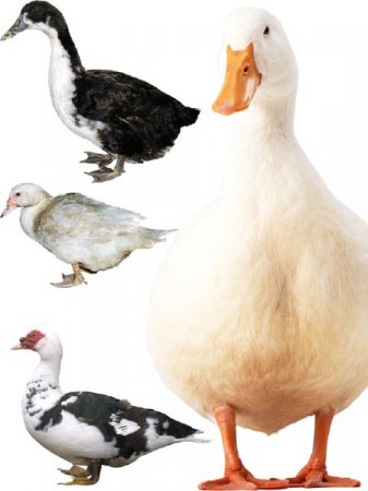 �������� �����: ���� (�������� �����������)