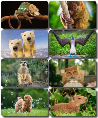 �������� �������� - ��������� ���� ����� (����� 47)