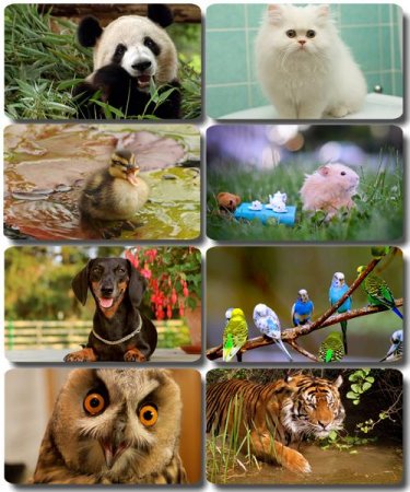 �������� �������� - ��������� ���� ����� (����� 51)