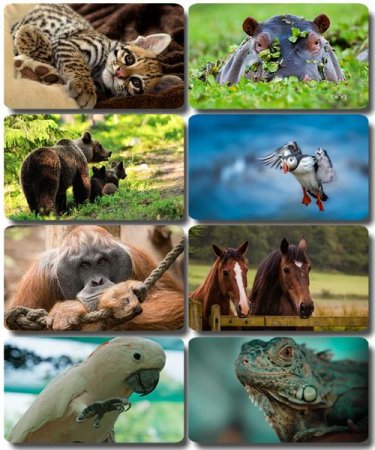 �������� �������� - ��������� ���� ����� (����� 56)