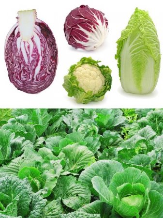 ������� �������: �������