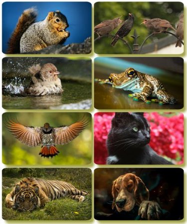 �������� �������� - ��������� ���� ����� (����� 60)