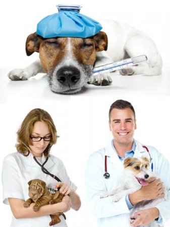 ������������ �������� (�������� �����������)