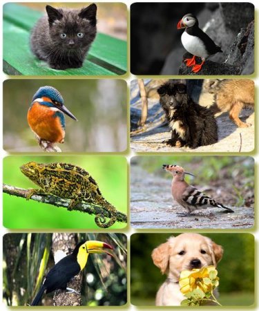 �������� �������� - ��������� ���� ����� (����� 62)