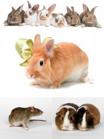 �������: ����, �������, ������, ������� ������