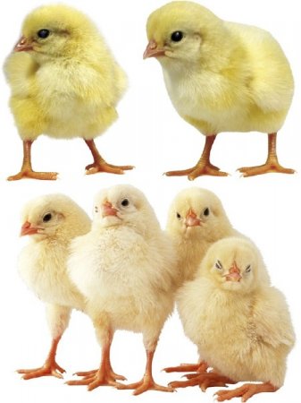 ������� �� ���������� ����