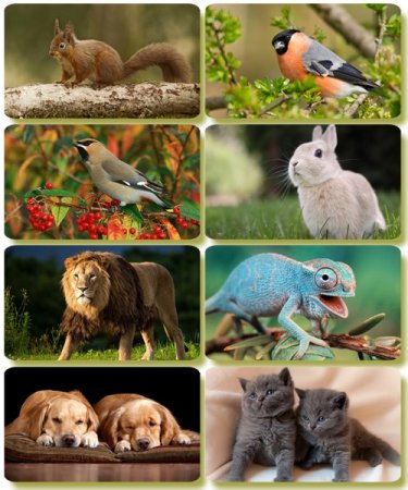 �������� �������� - ��������� ���� ����� (����� 66)