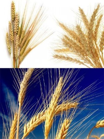 ������� � ����� ������� (�������� �����������)