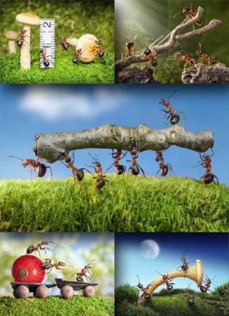 ������������ ������� (�������� �����������)