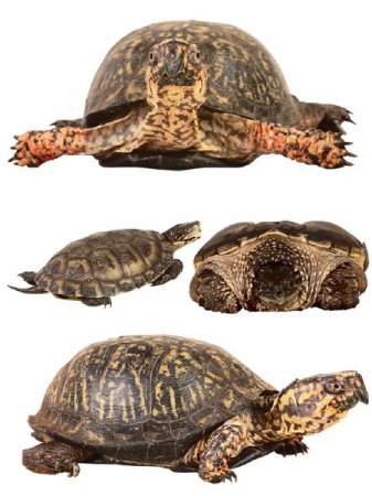 ��������������: �������� (�������� � ������) ������ �����