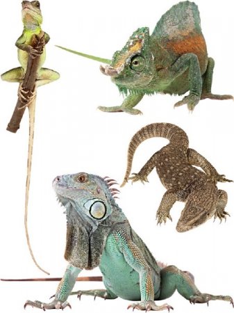 ��������������: �������, �����, ������, ��������