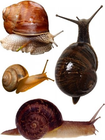 ������ (�������� �����������) ���������� ���