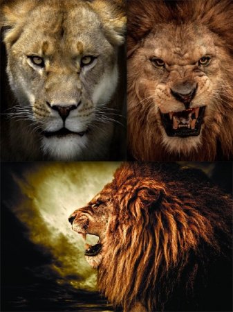 ����, ������ � ������ (�������� ��������)